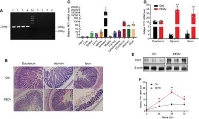 C/EBPα Epigenetically Modulates TFF1 Expression via mC-6 Methylation in the Jejunum Inflammation Induced by a Porcine Coronavirus